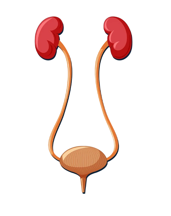 Cirugía para cálculos en vías urinarias